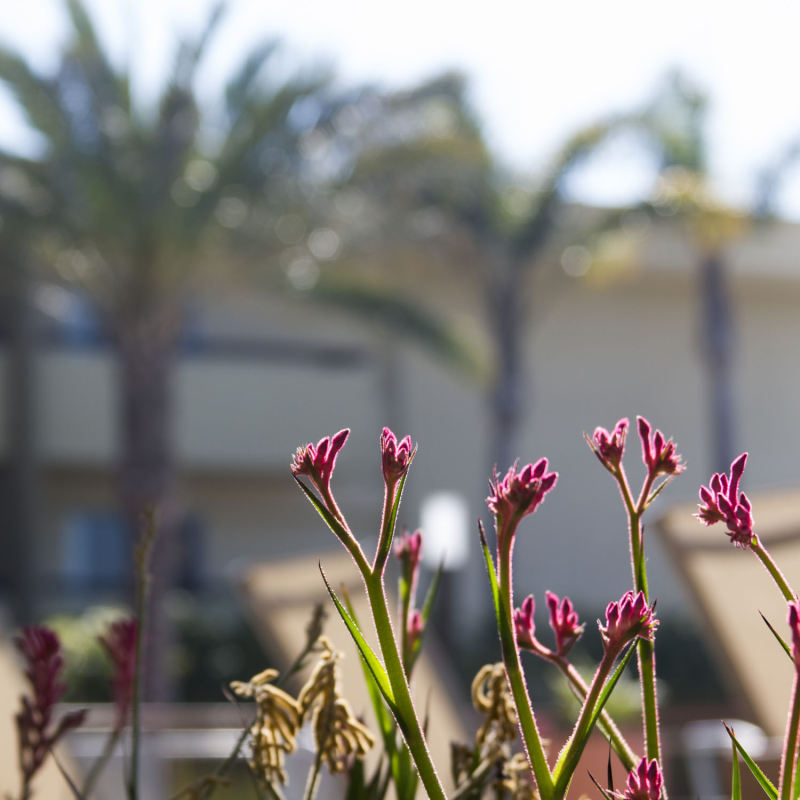 Coronado at Newport Beach