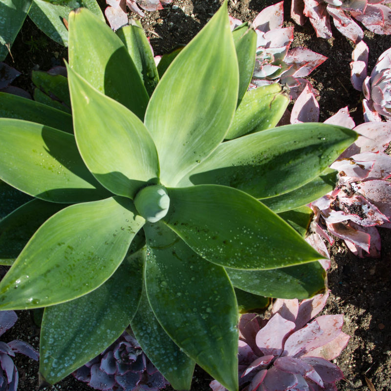 Greenleaf Gourmet Chop Shop