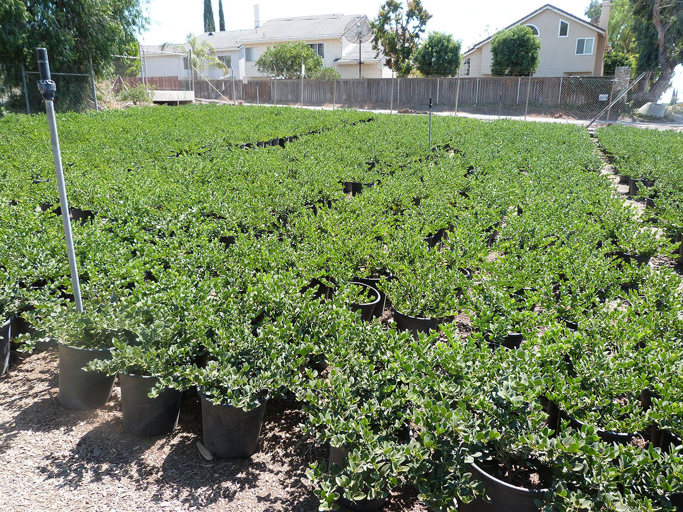 The Top 13 Favorites carissa grandiflora green carpet